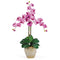 Triple Stem Phalaenopsis Silk Orchid Arrangement-Parc Decor