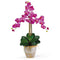 Triple Stem Phalaenopsis Silk Orchid Arrangement-Parc Decor