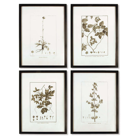Vintage Monochromatic Botanical Herb Wall Art (Set of 4)-Parc Decor