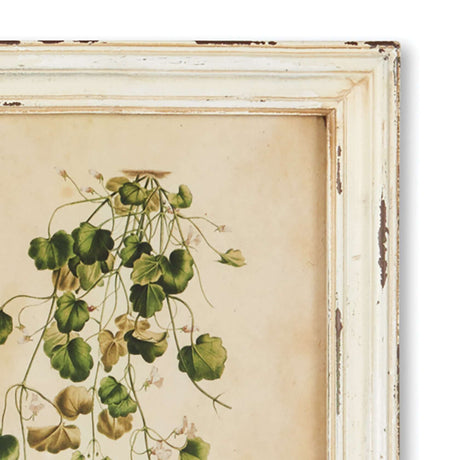 Antique Botanical Flower Prints in Distressed White Frames (Set of 12)-Artwork-Parc Decor
