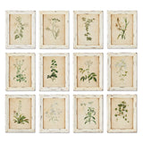 Antique Botanical Flower Prints in Distressed White Frames (Set of 12)-Artwork-Parc Decor