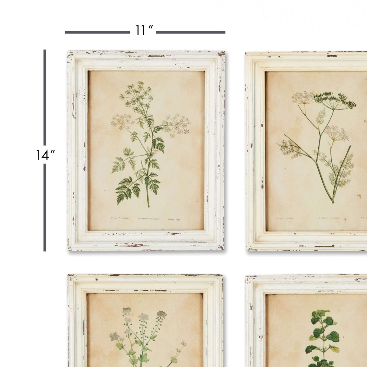 Antique Botanical Flower Prints in Distressed White Frames (Set of 12)-Artwork-Parc Decor