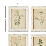 Antique Botanical Flower Prints in Distressed White Frames (Set of 12)-Artwork-Parc Decor