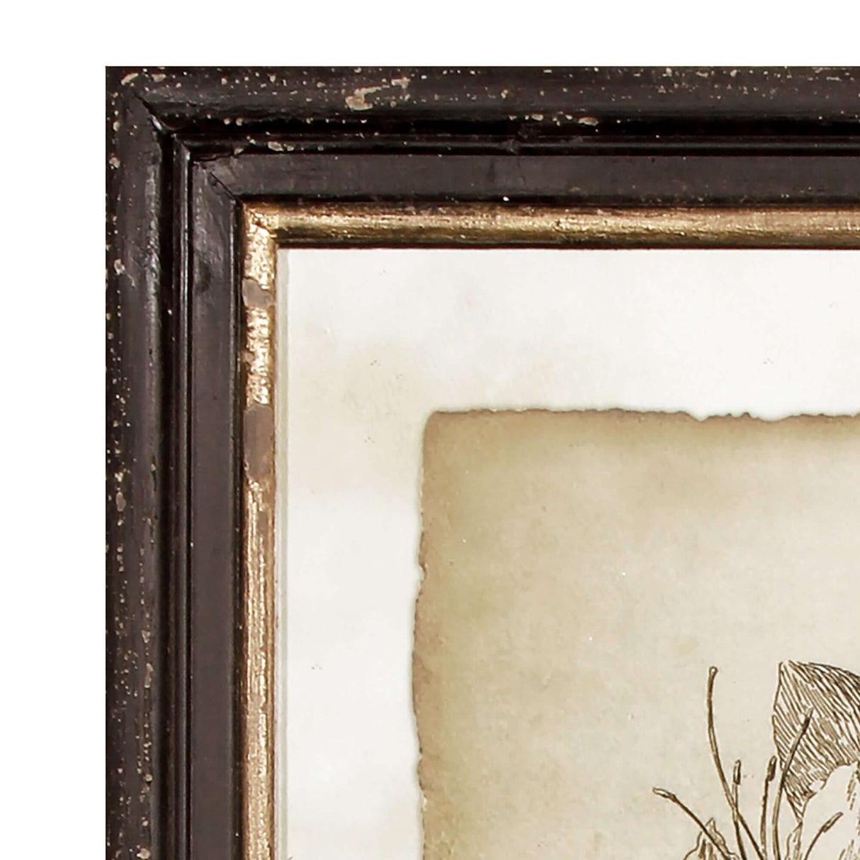 Antique Botanical Illustrations in Wood Frames (Set of 6)-Artwork-Parc Decor