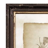 Antique Botanical Illustrations in Wood Frames (Set of 6)-Artwork-Parc Decor