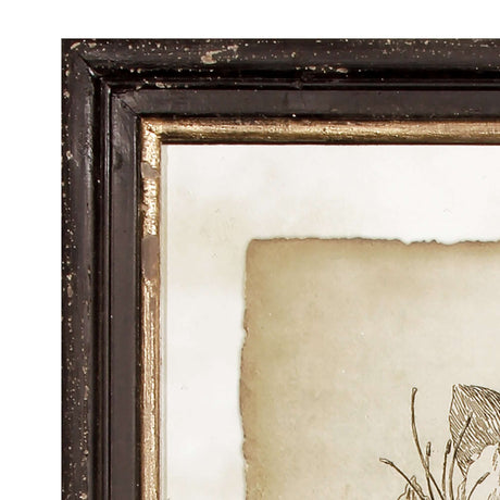 Antique Botanical Illustrations in Wood Frames (Set of 6)-Artwork-Parc Decor