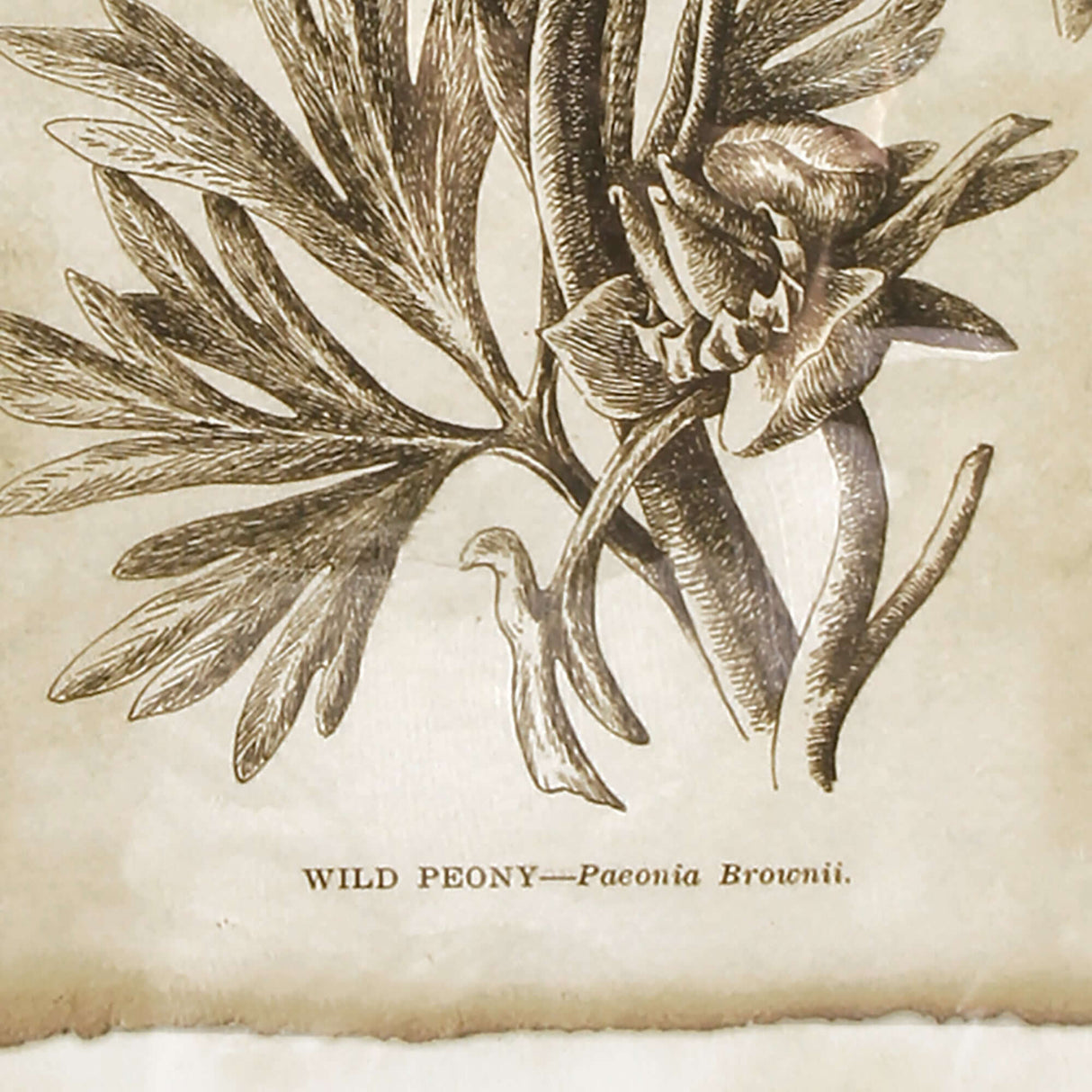 Antique Botanical Illustrations in Wood Frames (Set of 6)-Artwork-Parc Decor