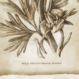 Antique Botanical Illustrations in Wood Frames (Set of 6)-Artwork-Parc Decor