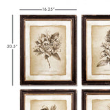 Antique Botanical Illustrations in Wood Frames (Set of 6)-Artwork-Parc Decor