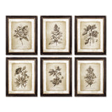 Antique Botanical Illustrations in Wood Frames (Set of 6)-Artwork-Parc Decor
