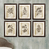 Antique Botanical Illustrations in Wood Frames (Set of 6)-Artwork-Parc Decor