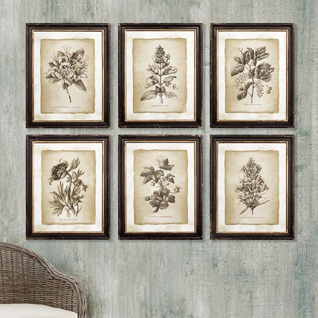Antique Botanical Illustrations in Wood Frames (Set of 6)-Artwork-Parc Decor