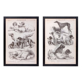Antique Dog Art Prints in Black Wood Frames (Set of 2)-Wall Art-Parc Decor