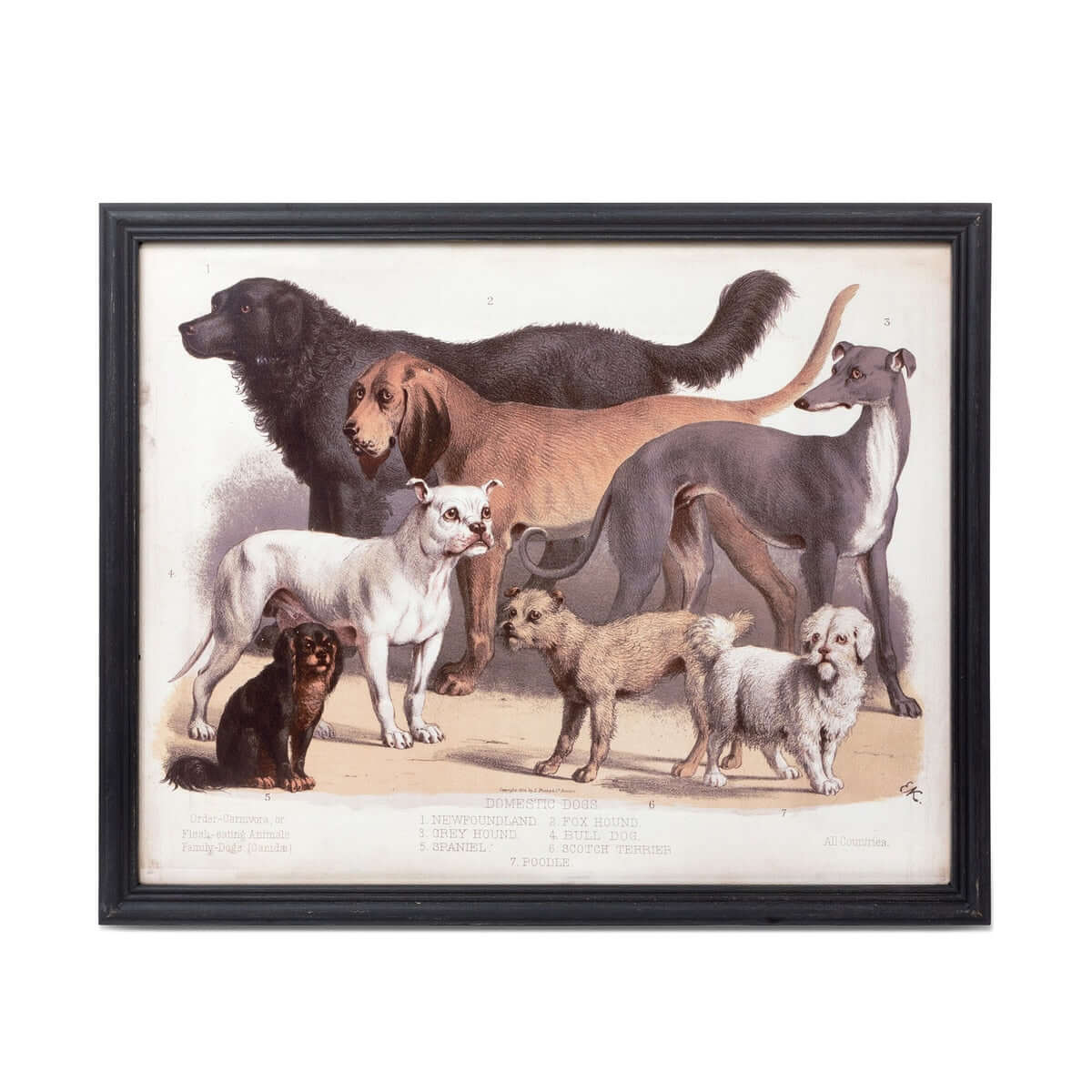 Antique Dog Breed Print in Black Frame-Wall Art-Parc Decor