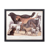 Antique Dog Breed Print in Black Frame-Wall Art-Parc Decor