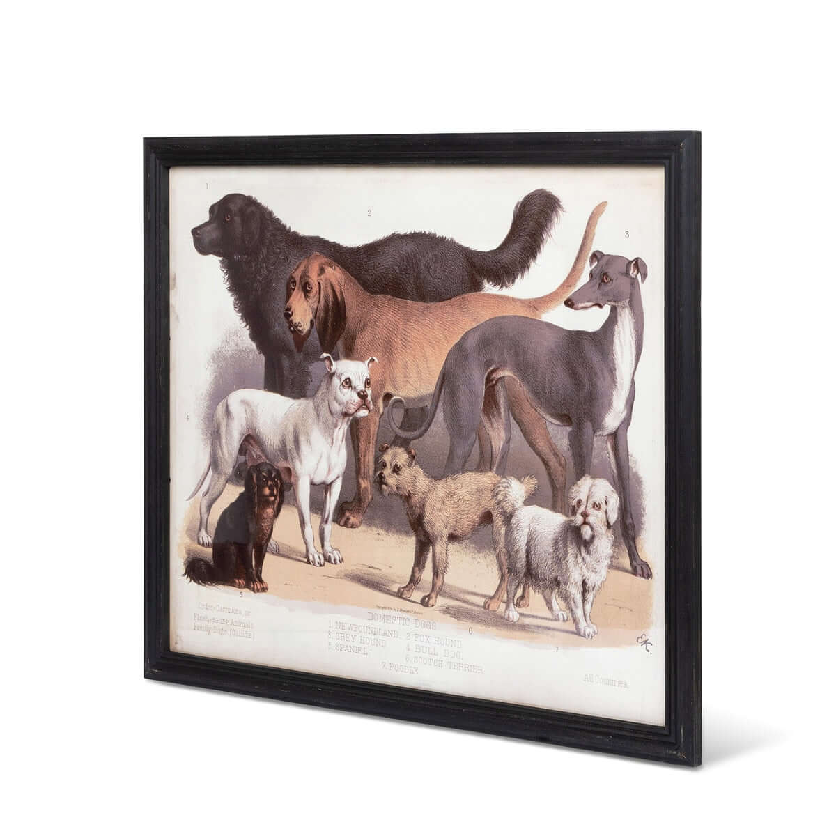 Antique Dog Breed Print in Black Frame-Wall Art-Parc Decor