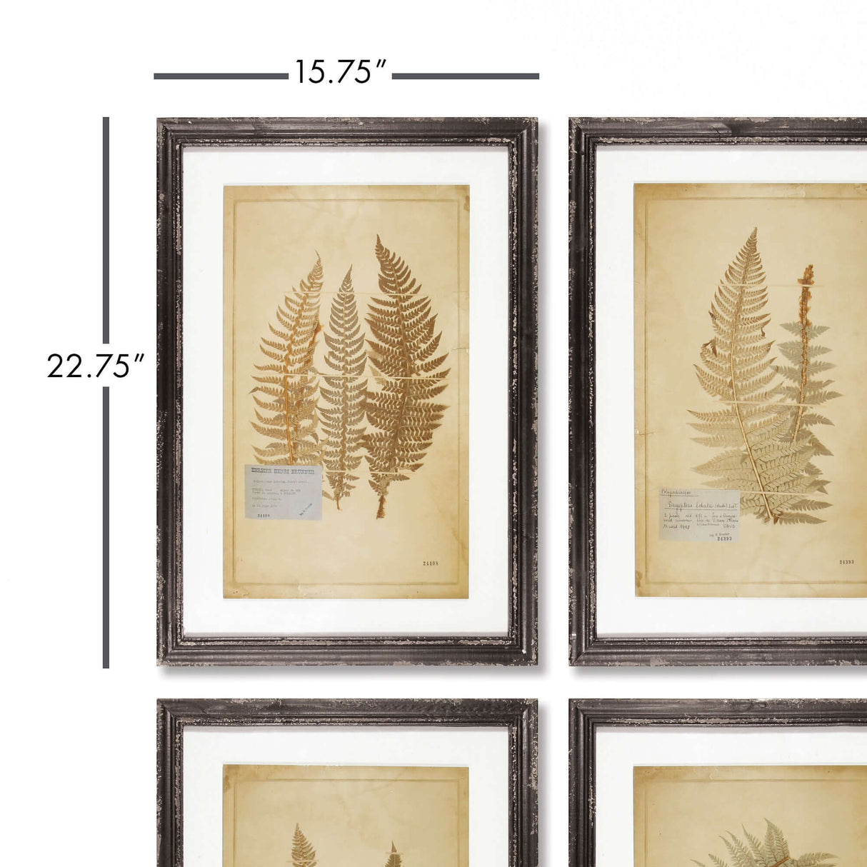 Antique Framed Botanical Fern Prints (Set of 8)-Artwork-Parc Decor