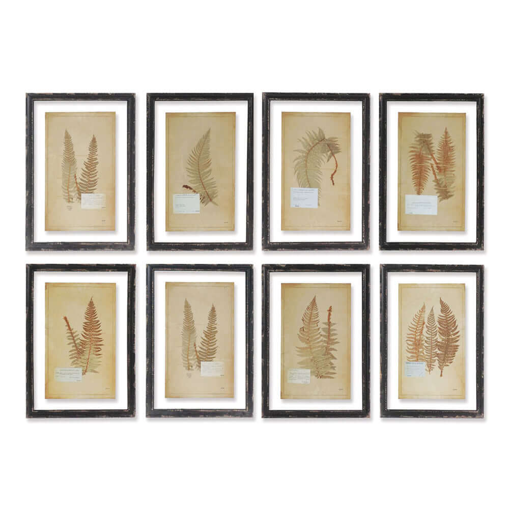 Antique Framed Botanical Fern Prints (Set of 8)-Artwork-Parc Decor