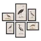 Antique Framed Ornithology Bird Prints (Set of 6)-Artwork-Parc Decor