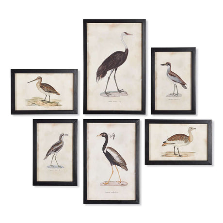 Antique Framed Ornithology Bird Prints (Set of 6)-Artwork-Parc Decor