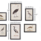 Antique Framed Ornithology Bird Prints (Set of 6)-Artwork-Parc Decor