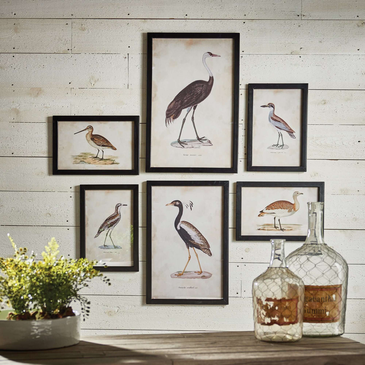 Antique Framed Ornithology Bird Prints (Set of 6)-Artwork-Parc Decor