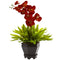 Birds Nest & Orchid Combo with Planter-Plant in Planter-Parc Decor