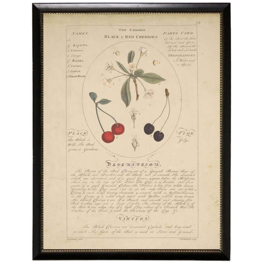 Black and Red Cherries Botanical Study Vintage Bookplate Print in Black Beaded Frame-Art-Parc Decor
