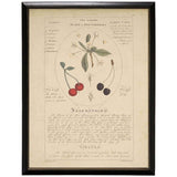 Black and Red Cherries Botanical Study Vintage Bookplate Print in Black Beaded Frame-Art-Parc Decor