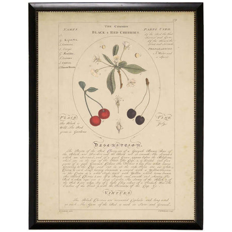 Black and Red Cherries Botanical Study Vintage Bookplate Print in Black Beaded Frame-Art-Parc Decor