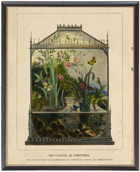 Butterfly Vivarium Vintage Bookplate Print in Black Frame-Art-Parc Decor