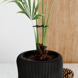 Climbing Plant Stem Support Stakes