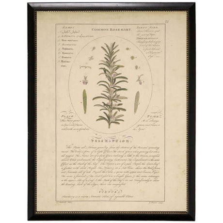 Common Rosemary Vintage Botanical Study Print in Black Beaded Frame-Art-Parc Decor