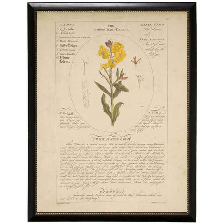 Common Wall Flower Vintage Botanical Study Print in Black Beaded Frame-Art-Parc Decor