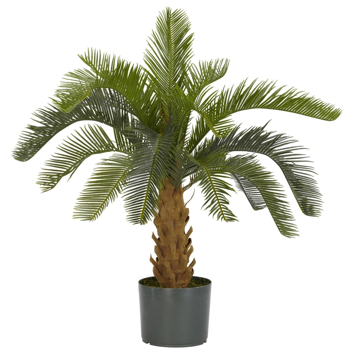 Cycas Silk Plant-Tree-Parc Decor