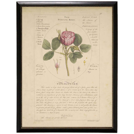 Damask Rose Vintage Botanical Study Print in Black Beaded Frame-Art-Parc Decor