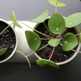 Double Planter-Pots & Planters-Parc Decor