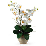 Double Stem Phalaenopsis Silk Orchid Arrangement