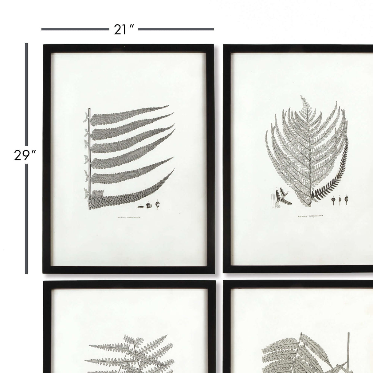 Framed Set of Fern Botanical Prints in Black and White (Set of 6)-artwork-Parc Decor