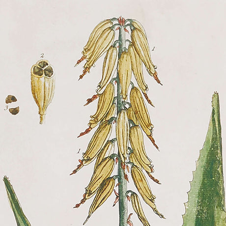 Framed Vintage Plant Illustrations for Cottagecore Decor (Set of 4)-Artwork-Parc Decor