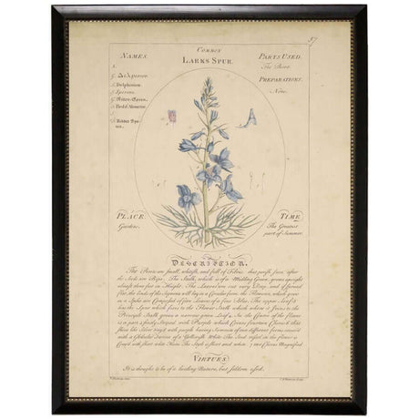Larkspur Vintage Botanical Study Print in Black Beaded Frame-Art-Parc Decor