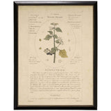 Night Shade Botanical Study Print in Black Beaded Frame-Art-Parc Decor