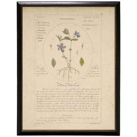 Periwinkle Flower Vintage Botanical Study Print in Black Beaded Frame-Art-Parc Decor