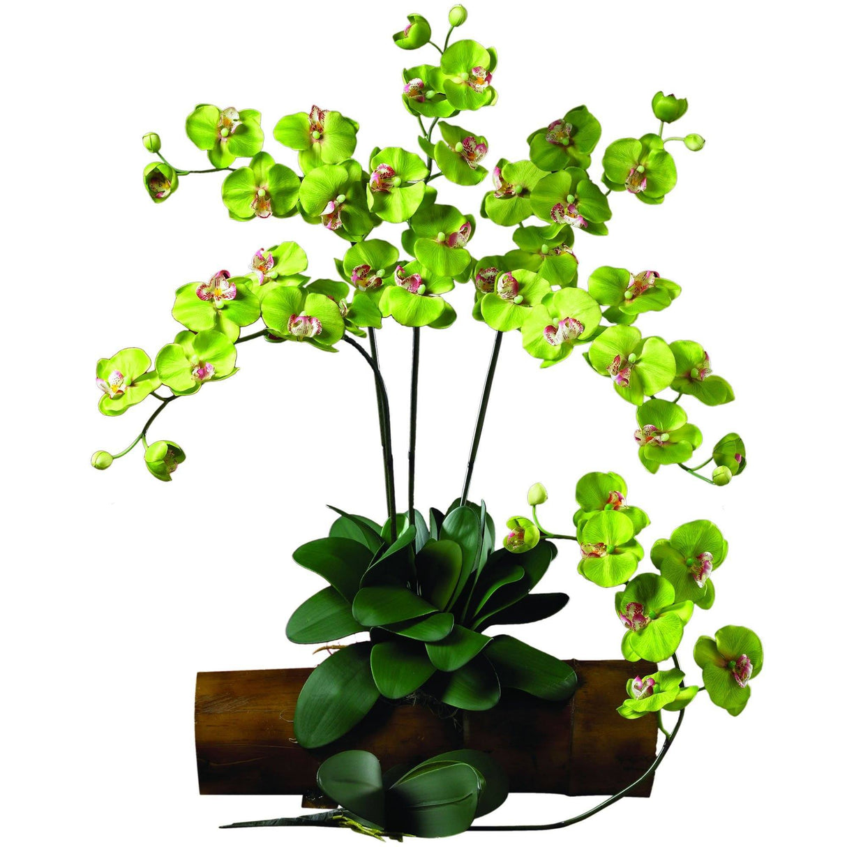 Phalaenopsis Stem (Set of 12)-Stem-Parc Decor