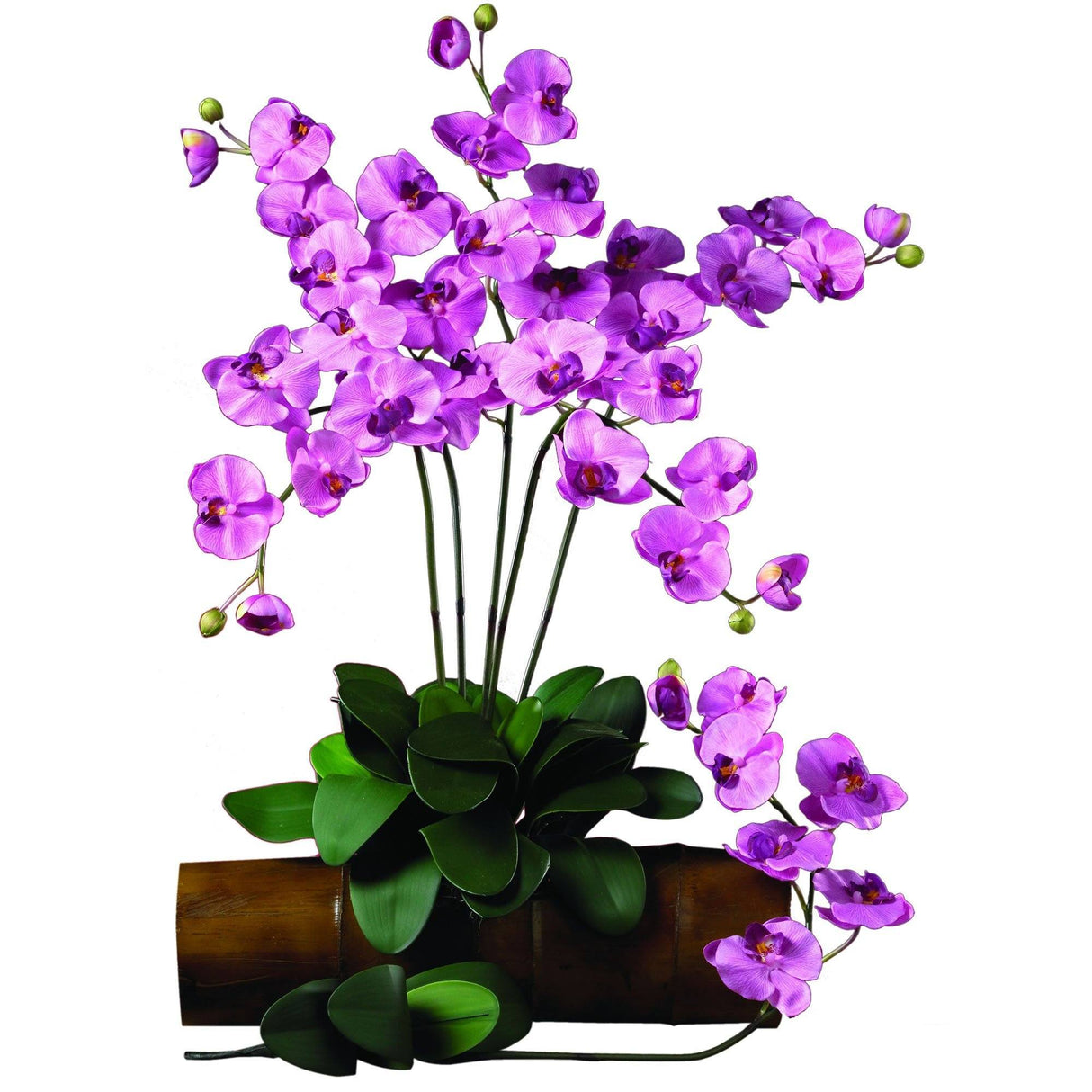 Phalaenopsis Stem (Set of 12)-Stem-Parc Decor
