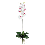 Phalaenopsis Stem (Set of 12)-Stem-Parc Decor