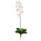 Phalaenopsis Stem (Set of 12)-Stem-Parc Decor