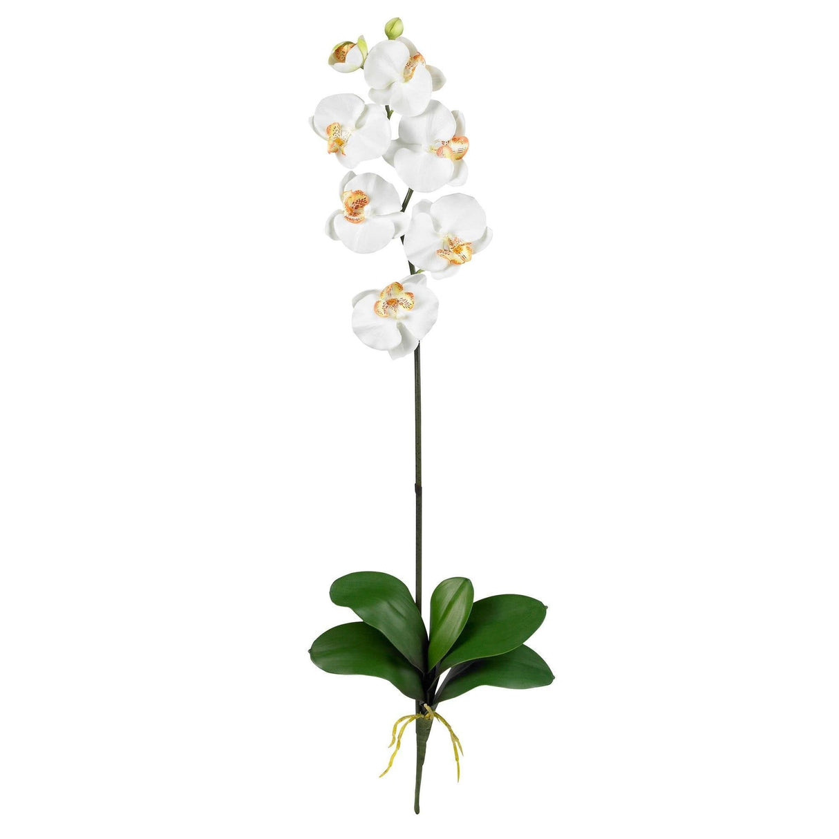 Phalaenopsis Stem (Set of 12)-Stem-Parc Decor