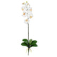 Phalaenopsis Stem (Set of 12)-Stem-Parc Decor