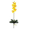 Phalaenopsis Stem (Set of 12)-Stem-Parc Decor